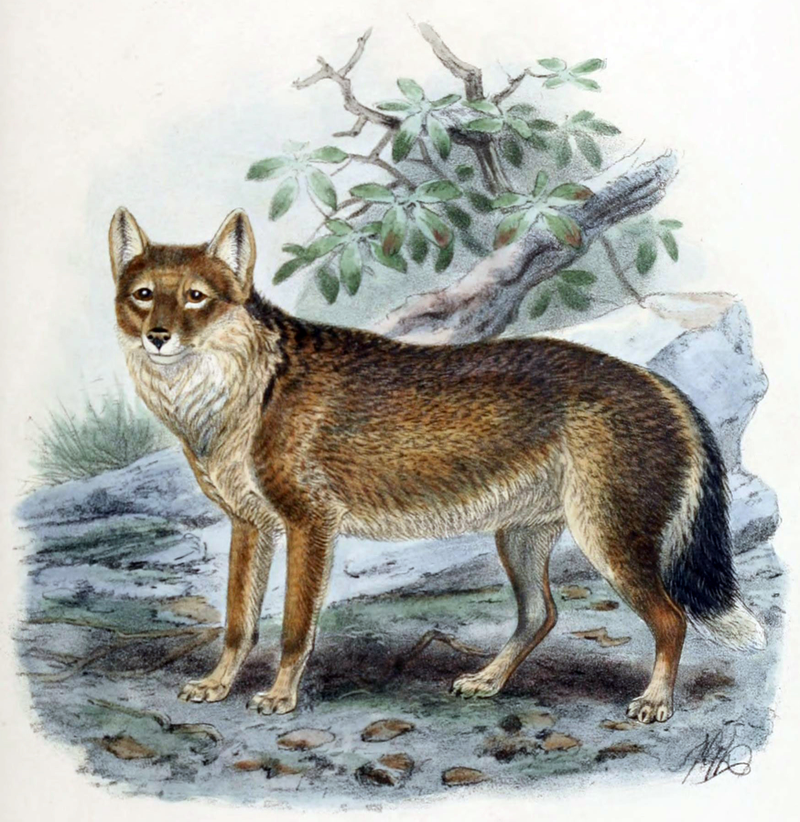 Illustration for article titled Wednesday Woof - Dusicyon australis Extinct Edition